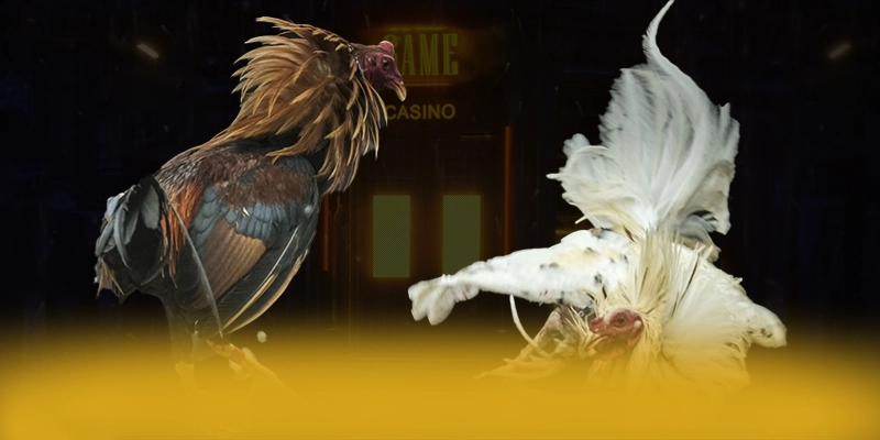 CONGA6789 - Đánh giá tổng thể theo đánh giá từ người dùng.