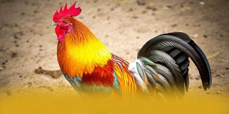 KKWIN - Cổng game có danh mục game hấp dẫn 2025 – Tìm hiểu thêm về các sản phẩm của KKWIN