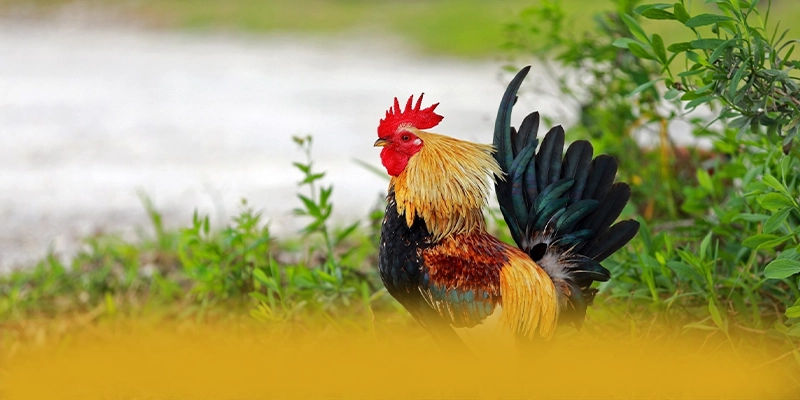 UU88 - Thương hiệu game uy tín có độ an toàn vượt trội được người chơi tin dùng – Tìm hiểu UU88