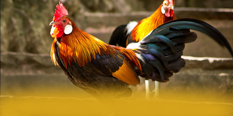 KKWIN - Thương hiệu được yêu thích trên thị trường