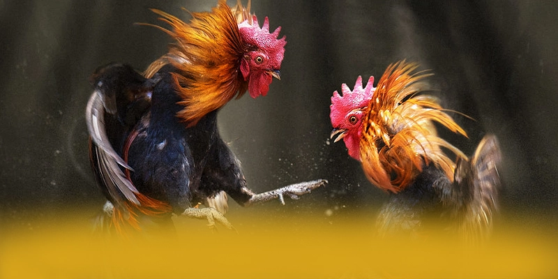 UU88 - Thương hiệu chất lượng trên thị trường