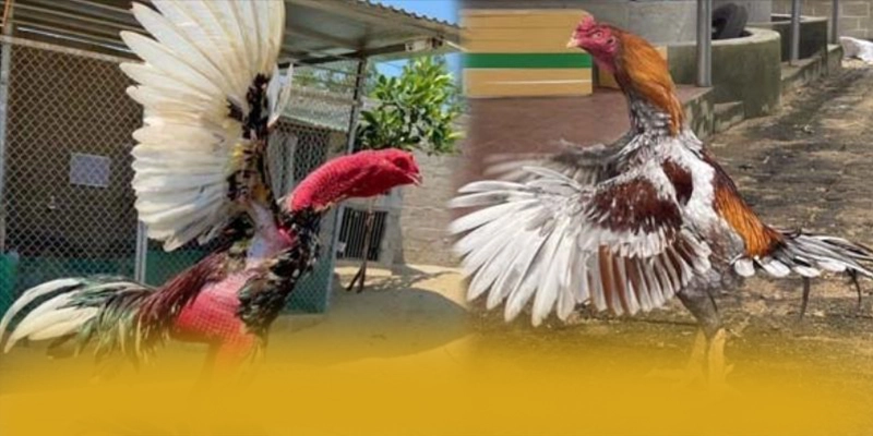 
Cập nhật thông tin về KKWIN - Cổng giải trí uy tín được quan tâm
