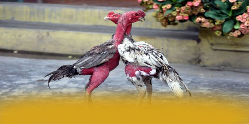 AU88 - Cổng giải trí được đánh giá cao tại Việt Nam