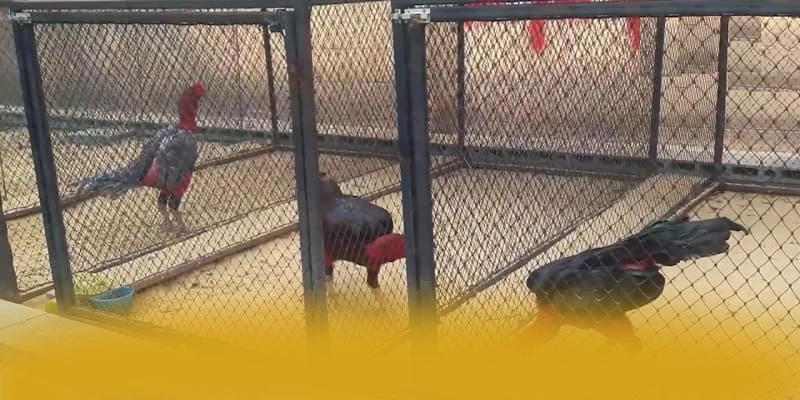 BL555 - Sân chơi giá trị nhất hiện nay – Cập nhật event và quà tặng tại BL555